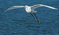 Kirms Photography Snowy Egret-5
